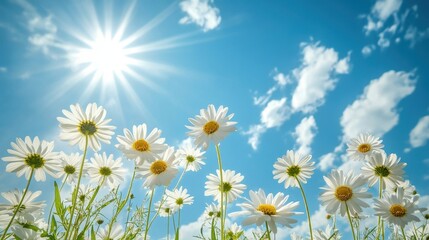 Wall Mural - daisy field under a bright sun and blue sky with fluffy clouds. it's perfect for spring, summer and 
