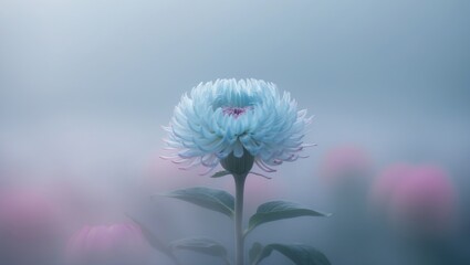 Poster - Blurred chrysanthemum flower with gentle focus. A blossom against a softly foggy backdrop.
