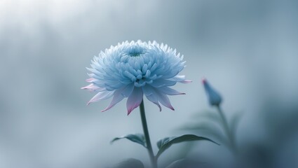 Poster - Blurred chrysanthemum flower with gentle focus. A flower set against a soft, foggy background.