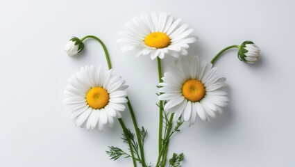 Aufkleber - Bouquet of white chamomiles isolated against a white backdrop. Wild chamomile from the field. Spring or summer flower in bloom. Field flower.