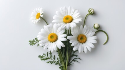 Aufkleber - Bouquet of white chamomiles on a white background. Wild chamomile in the field. Spring or summer blossoms blooming. Field flowers.
