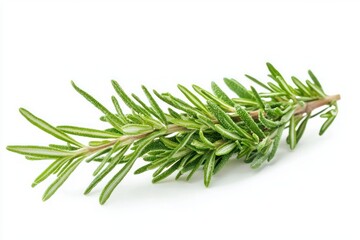 Poster - Fresh rosemary sprig against a plain white background culinary herb aromatic flavor mediterranean cuisine simplicity healthy
