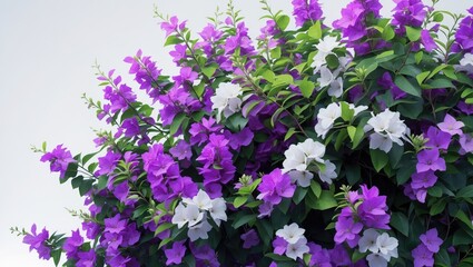 Aufkleber - Bush flower of bougainvillea against a plain white background featuring ample copy space.