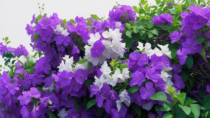 Aufkleber - Bougainvillea bush flower on a plain white background with space for text and clipping path. Plant in the garden.