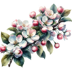 Apple tree branch blooming with pink and white flowers and green leaves