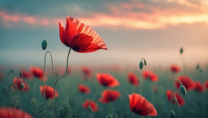 Fototapete - Red poppy illuminated by sunrise. Poppy field at dawn. Beautiful wildflower. Gentle selective focus.