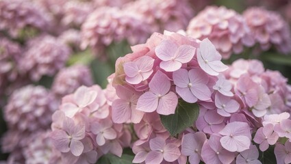 Poster - Delicate natural floral backdrop in soft pink pastel shades. Close-up of hydrangea flowers in nature with a gentle focus.