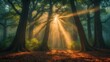 © Giovanni - Beautiful rays of sunlight in the Forest