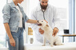 © sofiko14 - Veterinarian conducting checkup on white terrier dog in clinic with young adult female owner. Scene reflects care and professionalism during pet health examination.