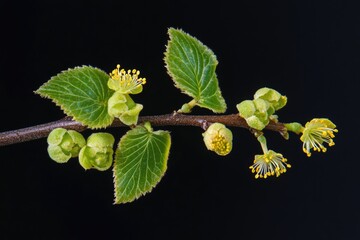 Poster - A close-up shot of a tree branch adorned with colorful flowers