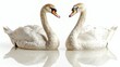 © MUMTAZ - Two Elegant Swans Forming a Heart Shape on Water
