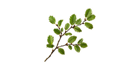 Elm Tree Branch With Fresh Green Leaves. Botanical Study And Nature Concept Isolated On Transparent Background