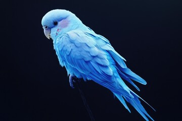 Poster - A small blue bird sits atop a wooden stick, surrounded by nature