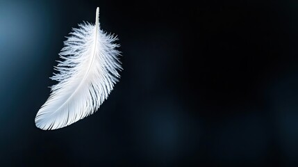 Poster - Negative space design abstract background concept. A delicate white feather gracefully suspended against a dark background.