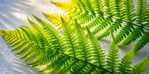 Poster - Serene Fern Shadows: Peaceful Nature Still Life on Textured Surface