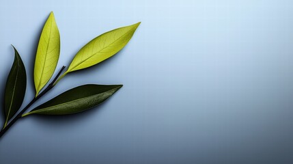 Poster - Single leaf resting on a bright blue background creating a striking contrast with nature's beauty
