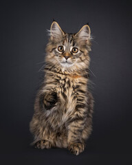 Poster - Impressive tortie Maine Coon cat kitten, sitting up facing front. Looking towards camera with one paw up like saying hi are handshake. Isolated on a black background.
