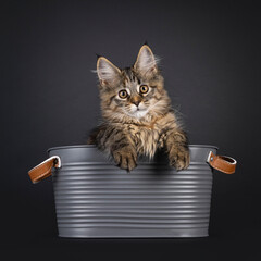 Poster - Impressive tortie Maine Coon cat kitten, stepping through empty picture frame. Looking towards camera. Isolated on a black background.