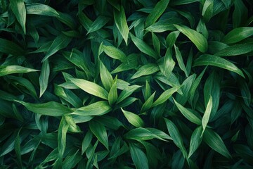 Poster - Green grass texture background creating a lush, natural carpet