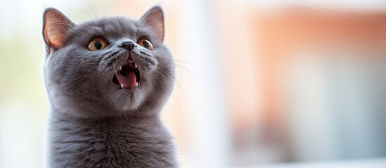 Wall Mural - Lilac British Cat with a Shocked Expression – Open Mouth and Wide Eyes with Copy Space Area