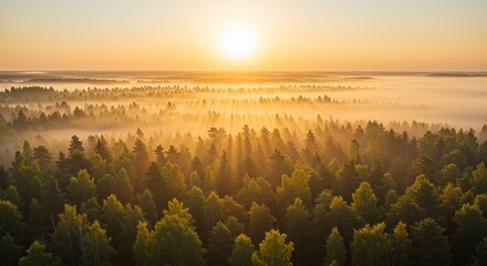 Poster - The sun is setting over a forest, casting a warm glow over the trees