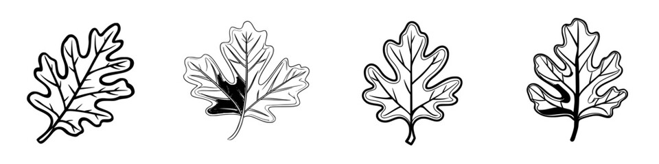Poster - Varied oak leaves displayed in artistic line drawing style on a white background