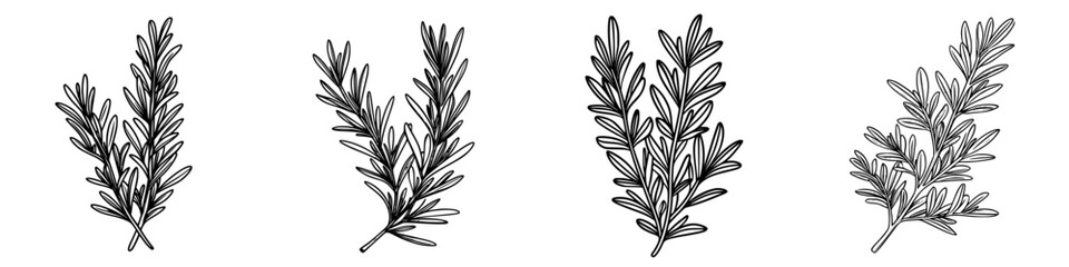 Poster - Detailed black and white sketches of rosemary sprigs showcasing the botanical features of the herb