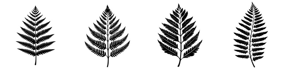 Poster - Various types of fern leaves displayed in a monochromatic style showcasing intricate details and textures