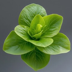 Poster - A green leafy plant with a stem and a leafy green stem