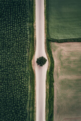 Poster - a lone tree on a road in a field
