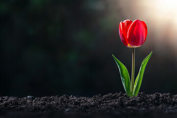 Poster - a single red tulip in the soil