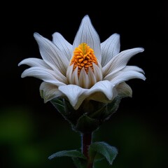 Aufkleber - A close up of a white flower with a yellow center