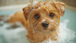 © Cristina - A small, fluffy dog with bright eyes is playfully splashing in bubbles during a bath. The atmosphere is warm and cozy, reflecting a gentle morning light
