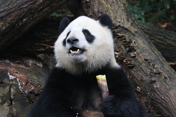 Wall Mural - funny pose of fluffy panda, miao miao, chengdu, china