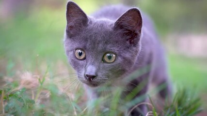 Wall Mural - kitten focuses on prey. kitten's close-up eyes