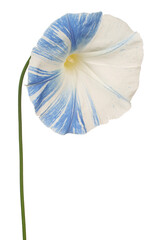 Wall Mural - ipomoea flower isolated