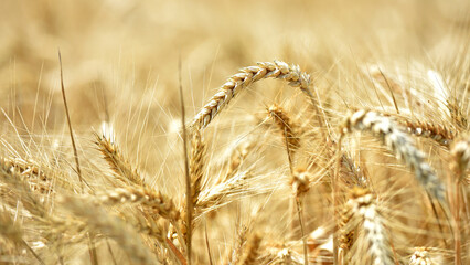 Wall Mural - spikelets of golden wheat in the field. Ripe big golden ears of wheat on a yellow background of the field. nature. The idea of a rich summer harvest, agriculture, agro-industrial complex for food.