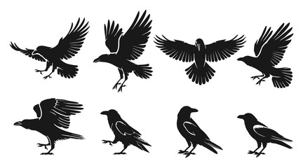 Set of black crow or raven bird silhouette. Vector illustration isolated on white background.