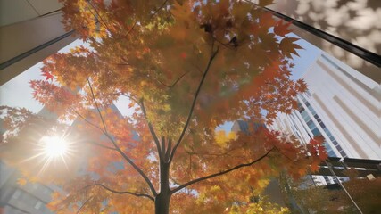 Aufkleber - Warm sunlight streaming through glass architecture, illuminating vibrant maple tree with golden orange autumn foliage against urban landscape