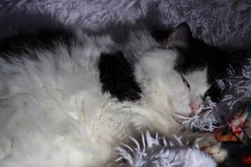 Aufkleber - A black and white cat lounges on a soft blanket, offering a moment of relaxation.