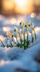 Aufkleber - Snowdrops blooming in snow at sunrise, delicate white flowers. Early spring nature