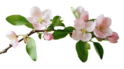 Blooming apple tree branch with pink flowers on transparent background