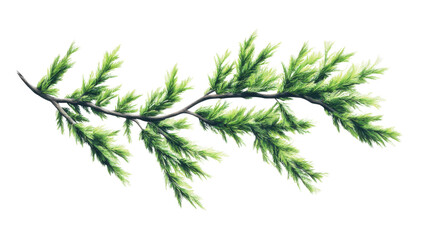 Poster - Cypress branch with lush green leaves on transparent background