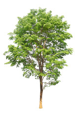 Wall Mural - green tree isolated on transparent background with clipping path, single tree with clipping path and