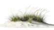 © Krtola  - Beach grass growing on white sand dune with transparent background