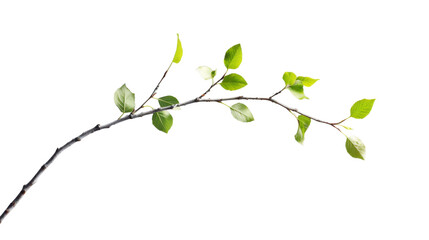 Fototapete - Branch growing green leaves on transparent background