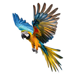 Aufkleber - A beautifully colored parrot captured mid flight with elegant wing movement sharply detailed and isolated on a white transparent background