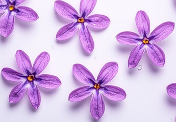 Poster - Purple flowers with water droplets on a white background. Flat lay, top view. Minimalist floral arrangement.