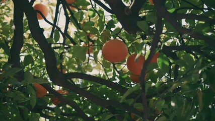 Wall Mural - 4k orange trees with sunlight rays in the background. fruit, lemon, mandarin, juicy fruits