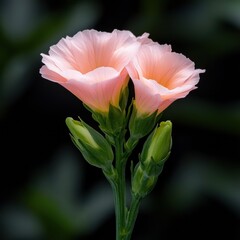 Poster - A single pink flower with green leaves